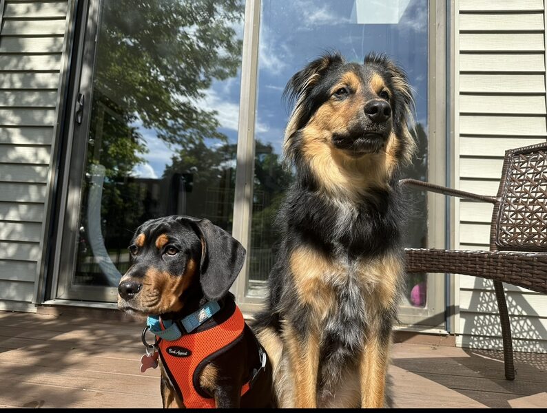 The Scale Rebel Studio dogs — the real bosses